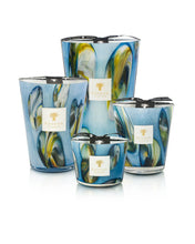 Load image into Gallery viewer, Baobab - Oceania Tingari